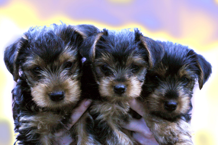 Sadie's puppies. So sweet!!!!!