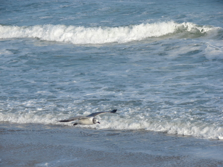 Beach bird