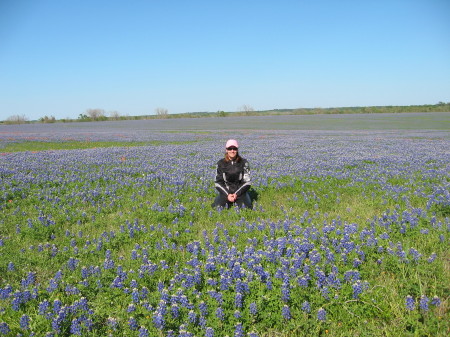 bluebonnets