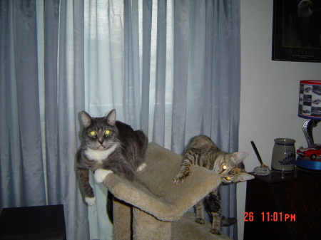 My Cat's, Cam and Holley