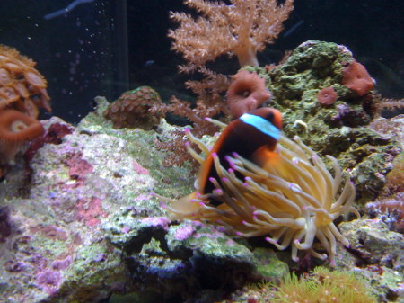 A ANEMONE FISH AND LIVE ANEMONE CORAL