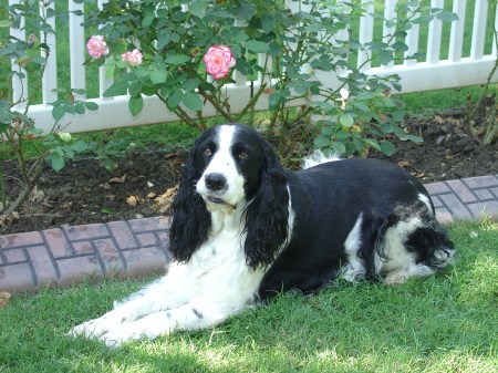 Our beautiful English Springer Spaniel..Bailey