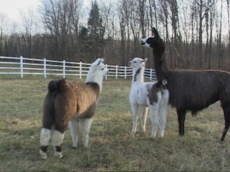 few of my lama