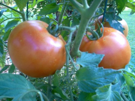 My Tomatoes