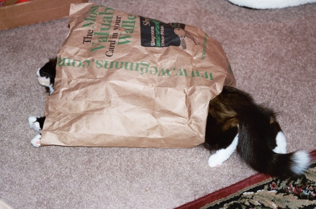Willow in the bag.