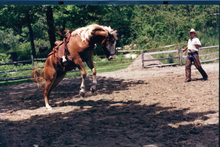 Natural Horse Training