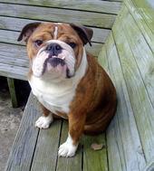 My bulldog Otto