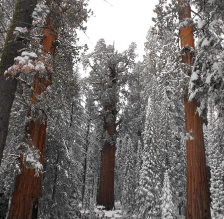 Sequoia Nat'L Park, Ca