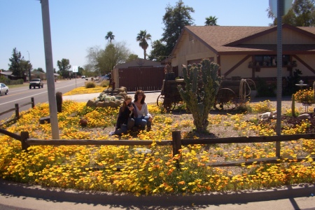 March 2010 , spring flowers - Mesa, Arizona