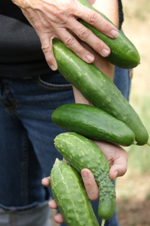 lots a cukes