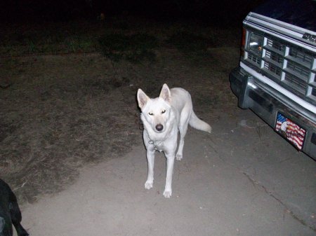 We breed white german sheperds