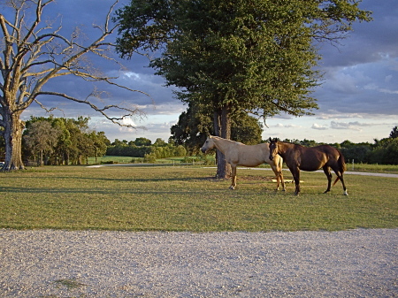 Horses in the front yard