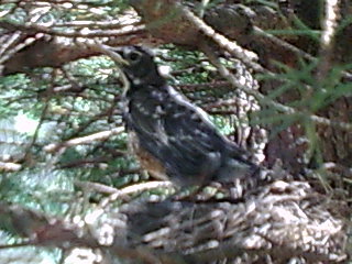 Baby Robin taking his first flight