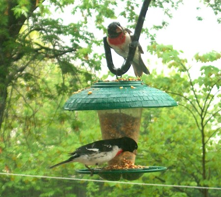 Feathered friends