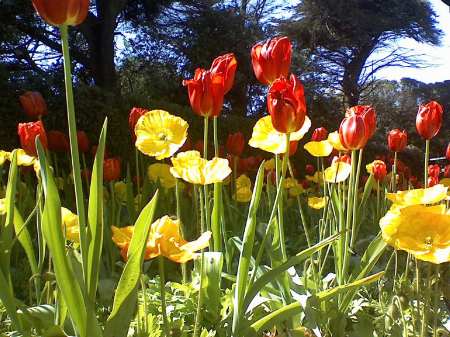 more poppies