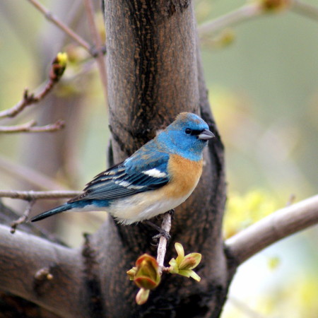 Lazuli Bunting