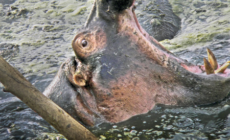 Hippo Threat, Hippo Pool, Tanzania, 2005