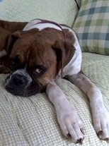 My other boxer Dottie