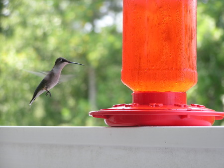 Just feeding the hummingbirds on the balcony