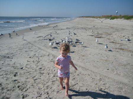 Feeding Sea gulls