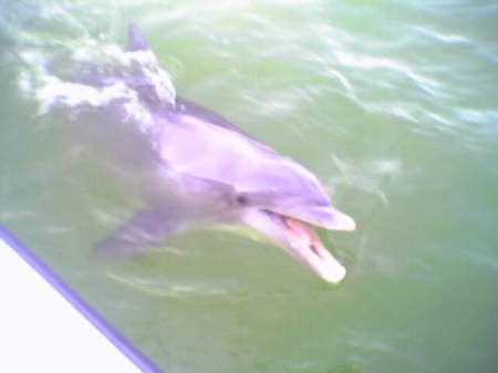 Our friendy Dolphin