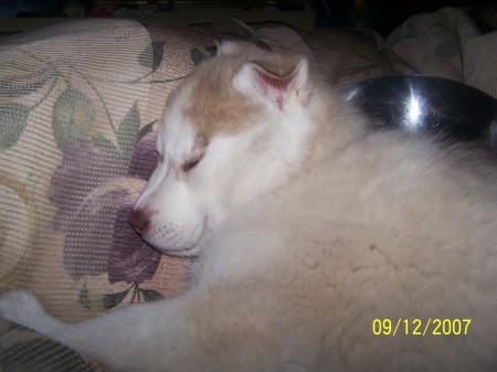 Taquayla my Husky as a pup