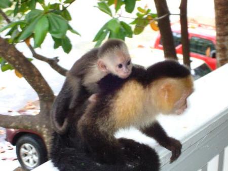 Monkey & baby chillin'.