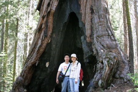 Sequoia National Park, California 2/2