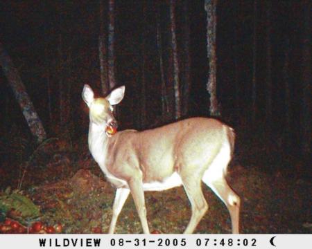 Trail camera