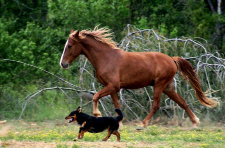 Two of my Babies/Friends in step.