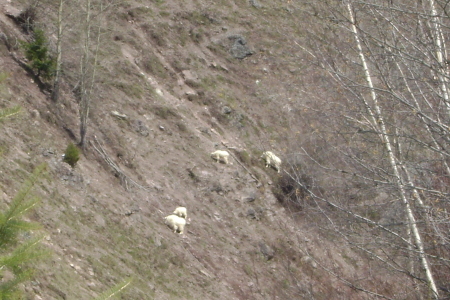 Mountain Goats