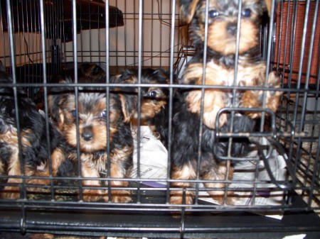 Yorkie Puppies in Jail