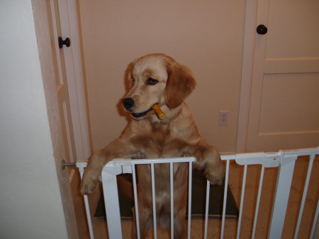 Golda as a puppy