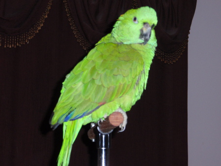 My Yellow Naped Amazon