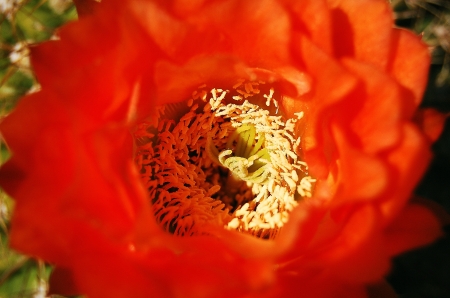 1st Barrel Cactus Bloom '09