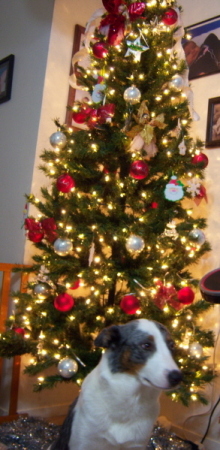 Angel and our Christmas tree