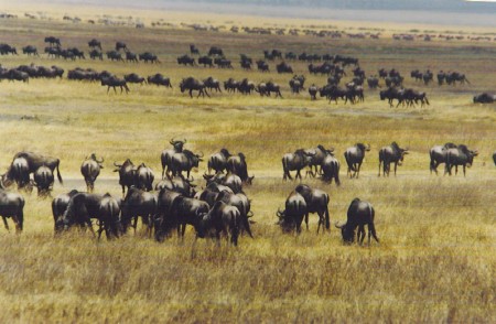 Ngorongoro Crater