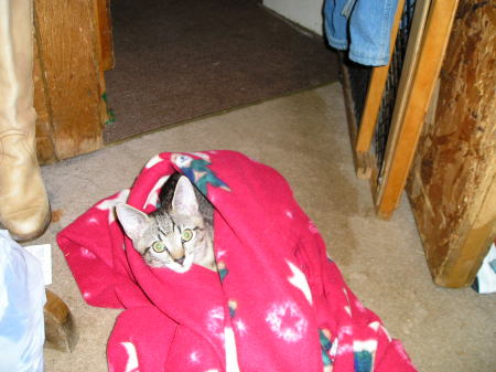 Tigger trying on the laundry