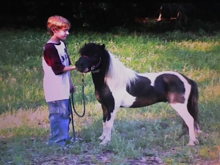 Stud hoss Tonto w/ Previous owner