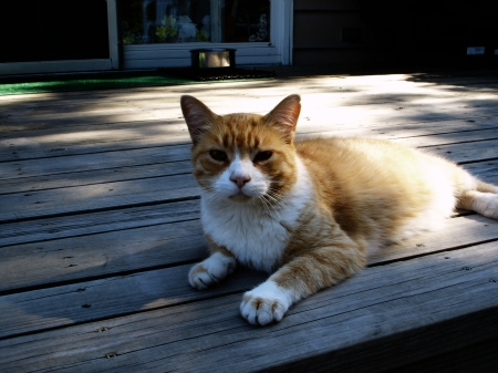 Butterscotch. Kitty heaven 2008