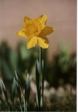 Yellow flower