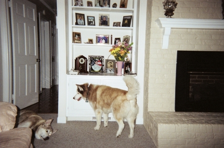 Dogs by fireplace