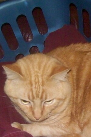 Kitty(orange tabby)