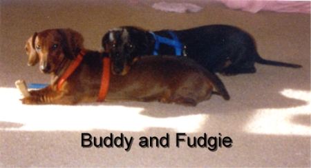 Buddy and Fudgie