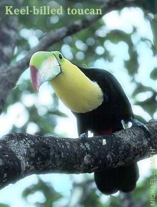 Toucan