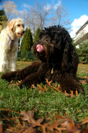 gracie and siophie