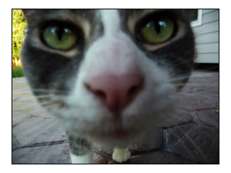 Bogey's close-up