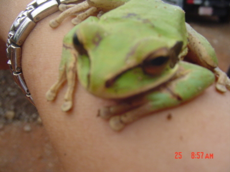 FROGGY