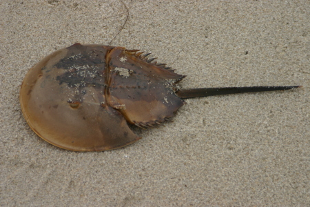 Horseshoe Crab Hunting in Delaware