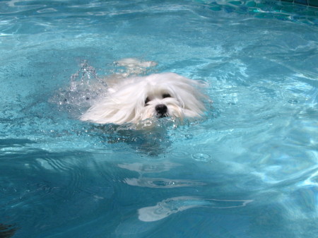 Milo swimming